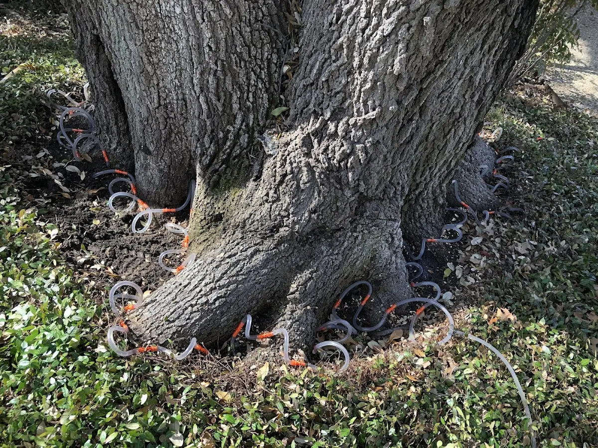 Detailed Tree Cabling and Bracing job site in Annandale