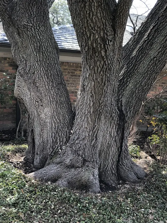 Mature heritage tree close to a Annandale property cared for by certified arborists